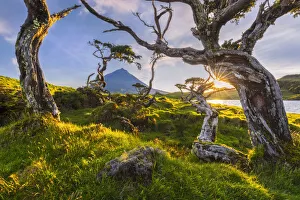 Lagoa Prints: Volcanic tree and Pico mountain at Lagoa do Capitao, Pico Island, Azores, Portugal
