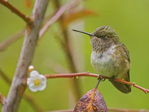 Copey District Prints: Volcano Hummingbird (Selasphorus flammula)