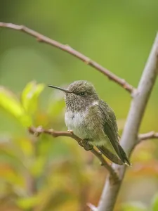Volcano Hummingbird (Selasphorus flammula), female, Cartago Province, Copey District, Costa Rica