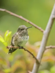 Copey District Prints: Volcano Hummingbird (Selasphorus flammula)