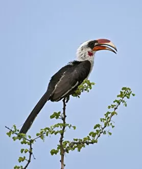 African Bird Gallery: A Von der Deckens Hornbill