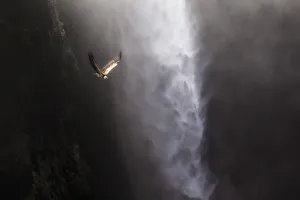African Alps Gallery: Vulture flying above Jinbar waterfalls (Jin Bahir Falls), Simien mountains national park