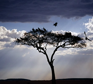 Acacia Tree Gallery: Vultures roost in an acacia tree shortly before dusk