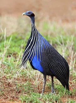 Vulturine Guineafowl (Acryllium vulturinum), Samburu National Reserve, Kenya
