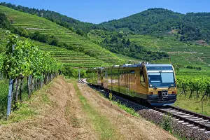 Railroad Prints: Wachau Railway train between vineyards near Weissenkirchen in der Wachau