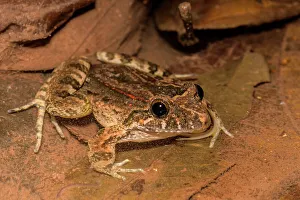 Frogs Prints: Wagner's white-lipped frog (Leptodactylus wagneri)