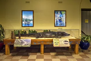 Wakulla Springs Lodge, Lobby, Stuffed Alligator, Old Joe, Wakulla Springs State Park