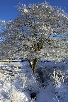 Pentre Foelas Prints: Wales, Snowdonia. A tree covered in hoar frost on a cold winters day