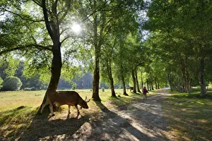 Alto Minho Prints: Walking along the shadow of birch trees. Peneda Geres National Park. Portugal (MR)