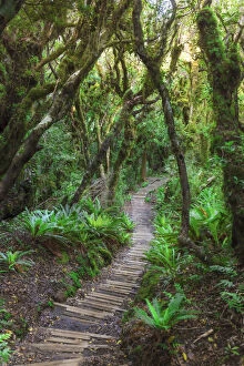 Walkway through the forest to the Taranaki mountain, New Zealand