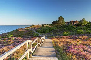 Heather Prints: Walkway through heather, Braderup, Sylt, Schleswig Holstein, Germany