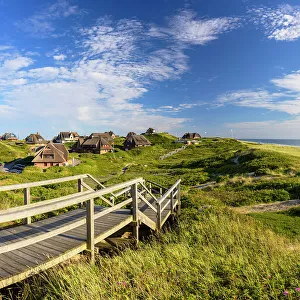 Heather Prints: Walkway through heather, Rantum, Sylt, Schleswig Holstein, Germany