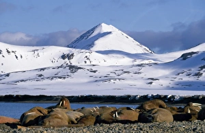 Tusks Prints: Walrus haul-out, Prins Karls Forland