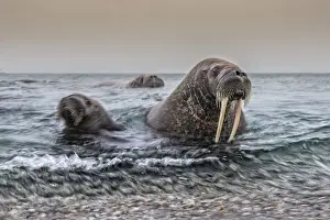 Family Prints: A Walrus mother and her cub (Odobenus rosmarus) depicted in Northern Spitsbergen