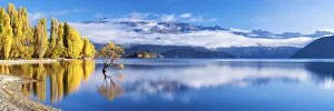Wanaka Tree Reflections, Lake Wanaka, New Zealand