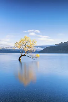 Wanaka Tree Reflections, Lake Wanaka, New Zealand