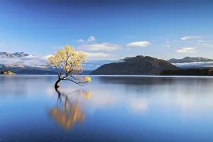 Wanaka Tree Reflections, Lake Wanaka, New Zealand