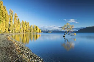 Wanaka Tree Reflections, Lake Wanaka, New Zealand