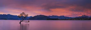 Wanaka Tree at Sunset, Lake Wanaka, New Zealand
