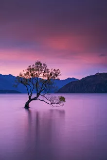 Images Dated 29th November 2016: Wanaka Tree at Sunset, Lake Wanaka, New Zealand