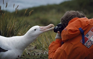 Wandering albatross