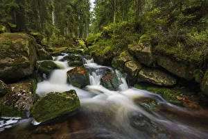 Spruce Tree Prints: Warme Bode, Braunlage, Nationalpark Harz, Braunlage, Niedersachsen, Deutschland, Europa