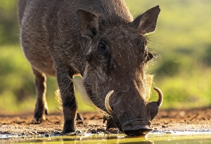 Watering Hole Prints: Warthog drinking from a watering hole, Zimanga Private Game Reserve, Natal, South Africa