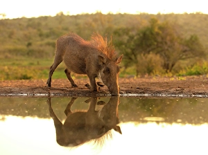 Watering Hole Prints: Warthog drinking from a watering hole, Zimanga Private Game Reserve, Natal, South Africa