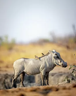 Zimbabwe Collection: Warthog, Hwange National Park, Zimbabwe