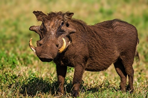Natural Environment Prints: Warthog, (Phacochoerus aethiopicus)