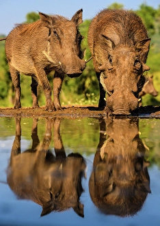 Close Ups Prints: Warthog, (Phacochoerus aethiopicus)