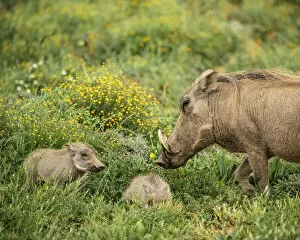 Warthog with her piglets, Addo Elephant National Park, Eastern Cape, South Africa