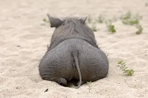 Rear View Prints: Warthog on a sand beach, Mahale Mountains National Park, Tanzania