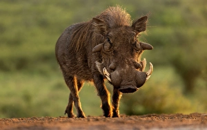 Mammals Prints: Warthog, Zimanga Private Game Reserve, Natal, South Africa