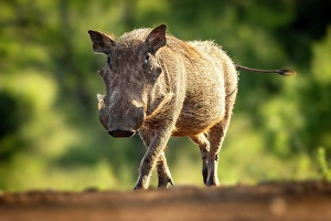 Warthog Prints: Warthog, Zimanga Private Game Reserve, Natal, South Africa