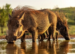 Watering Hole Prints: Warthogs drinking from a watering hole, Zimanga Private Game Reserve, Natal, South Africa