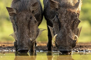 Mammals Prints: Two Warthogs drinking from a watering hole