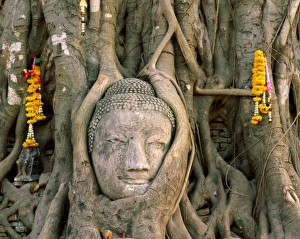 Ayutthaya Prints: Wat Mahathat / Buddha Head