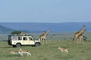 Savannah Collection: Watching Msai giraffe on a game drive while on a safari holiday