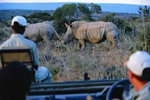 Wild Animals Gallery: Watching White rhino from the safety of a game-viewing