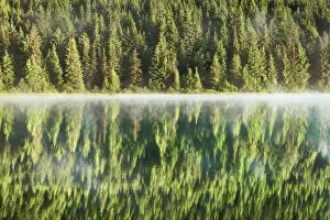 Cascade Range Prints: Water impression mirroring of forest in Trillium Lake - USA, Oregon, Clackamas
