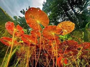 Creek Prints: Water Lilies in Eels Creek as seen from below the surface near Harcourt, Ontario, Canada