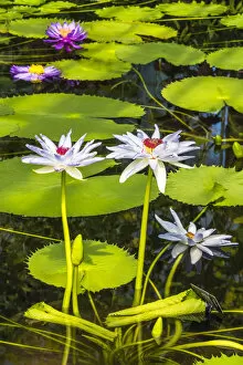 Hunter Gallery: Water lilies in Kew Gardens, London, England