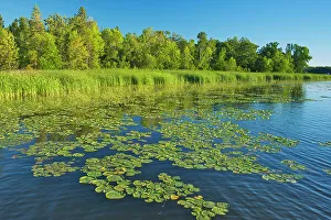 Water Lilies Prints: Water lilies on shore of Lake of the Woods Morson, Ontario, Canada