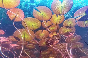 Underwater Prints: Water Lilies below the surface of Horseshoe Lake, Parry Sound, Ontario, Canada