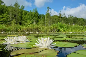 Water Lilies Prints: Water Lilies in wetland on Horseshoe Lake, Parry Sound, Ontario