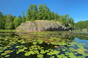 Water Lilies Prints: Water lilies, white Pine trees and precambrian rock at Freeland Lake Killarney Provincial Park