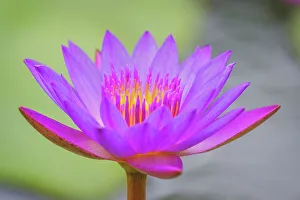 Rainforests Prints: Water Lily, Boca Tapada, Costa Rica