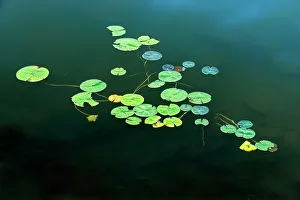 Botanical Prints: Water lily pads in Middle Lake Kenora, Ontario, Canada