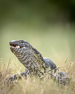 Natural History Gallery: Water Monitor Lizard with egg, Moremi Game Reserve, Okavango Delta, Botswana